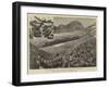 The Plague of Locusts in Southern India-null-Framed Giclee Print
