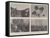 The Plague of Locusts in the Argentine Republic-null-Framed Stretched Canvas