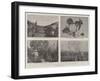 The Plague of Locusts in the Argentine Republic-null-Framed Giclee Print