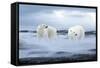 The Polar Bear-Ata Alishahi-Framed Stretched Canvas