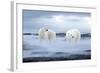 The Polar Bear-Ata Alishahi-Framed Giclee Print