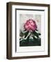 The Pontic Rhododendron from the Temple of Flora (1807)-Robert John Thornton-Framed Premium Photographic Print