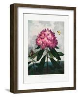 The Pontic Rhododendron from the Temple of Flora (1807)-Robert John Thornton-Framed Photographic Print