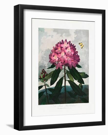The Pontic Rhododendron from the Temple of Flora (1807)-Robert John Thornton-Framed Photographic Print