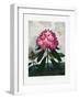 The Pontic Rhododendron from the Temple of Flora (1807)-Robert John Thornton-Framed Photographic Print