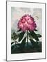 The Pontic Rhododendron from the Temple of Flora (1807)-Robert John Thornton-Mounted Photographic Print