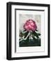 The Pontic Rhododendron from the Temple of Flora (1807)-Robert John Thornton-Framed Photographic Print