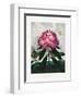 The Pontic Rhododendron from the Temple of Flora (1807)-Robert John Thornton-Framed Photographic Print