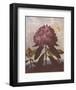The Pontic Rhododendron-Dr^ Robert J^ Thornton-Framed Art Print