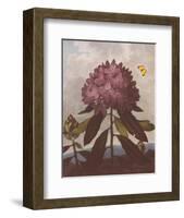 The Pontic Rhododendron-Dr^ Robert J^ Thornton-Framed Art Print