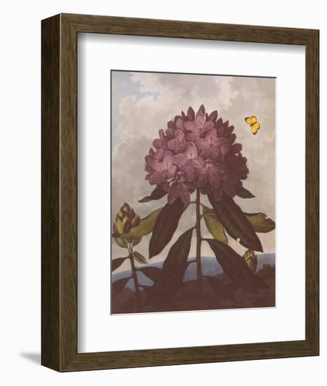 The Pontic Rhododendron-Dr^ Robert J^ Thornton-Framed Art Print