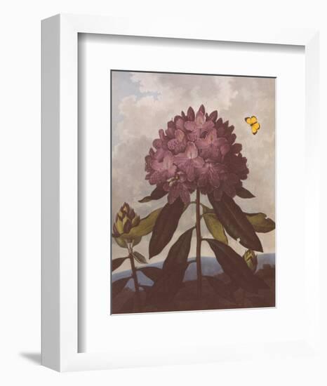 The Pontic Rhododendron-Dr^ Robert J^ Thornton-Framed Art Print