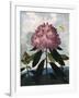 The Pontic Rhododendron-null-Framed Art Print