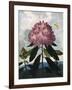 The Pontic Rhododendron-null-Framed Art Print