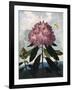 The Pontic Rhododendron-null-Framed Art Print