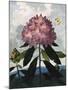 The Pontic Rhododendron-null-Mounted Art Print