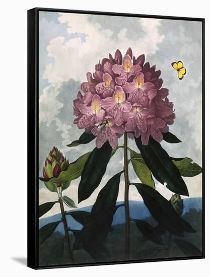 The Pontic Rhododendron-null-Framed Stretched Canvas