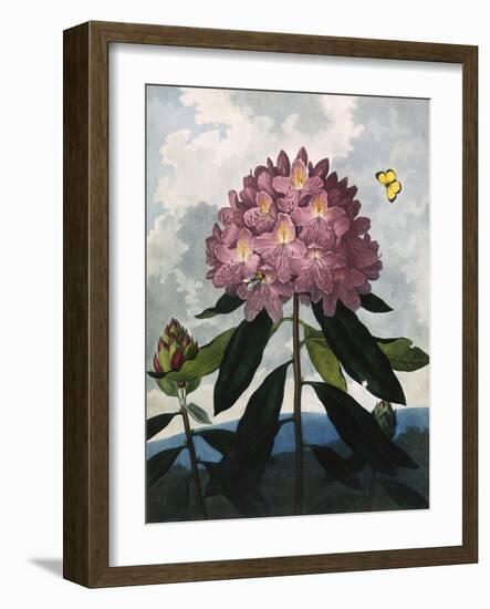 The Pontic Rhododendron-null-Framed Art Print