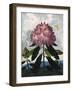 The Pontic Rhododendron-null-Framed Art Print