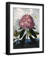 The Pontic Rhododendron-null-Framed Art Print