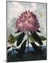 The Pontic Rhododendron-null-Mounted Art Print