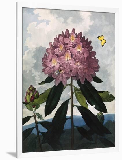 The Pontic Rhododendron-null-Framed Art Print