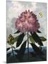 The Pontic Rhododendron-null-Mounted Art Print