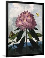 The Pontic Rhododendron-null-Framed Art Print