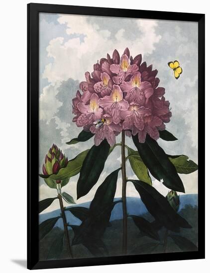 The Pontic Rhododendron-null-Framed Art Print