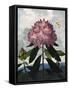 The Pontic Rhododendron-null-Framed Stretched Canvas