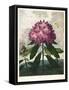 The Pontic Rhododendron-null-Framed Stretched Canvas