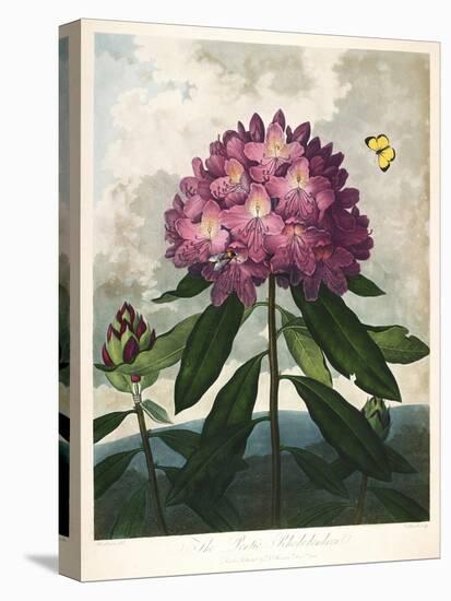 The Pontic Rhododendron-null-Stretched Canvas