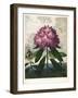 The Pontic Rhododendron-null-Framed Giclee Print