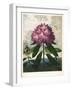 The Pontic Rhododendron-null-Framed Giclee Print