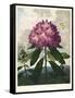 The Pontic Rhododendron-null-Framed Stretched Canvas