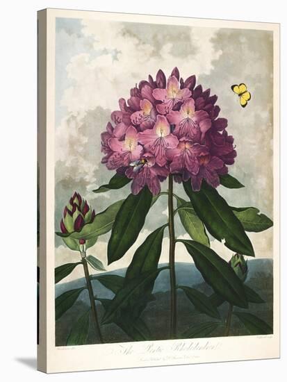 The Pontic Rhododendron-null-Stretched Canvas