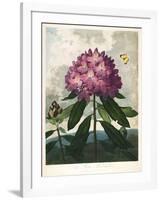 The Pontic Rhododendron-null-Framed Giclee Print
