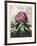 The Pontic Rhododendron-null-Framed Giclee Print