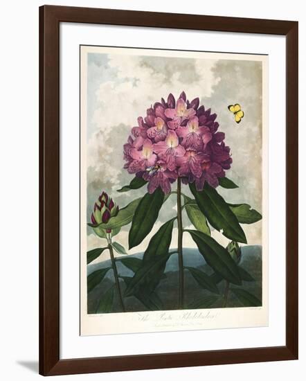 The Pontic Rhododendron-null-Framed Giclee Print