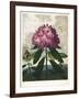 The Pontic Rhododendron-null-Framed Giclee Print