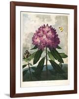 The Pontic Rhododendron-null-Framed Giclee Print