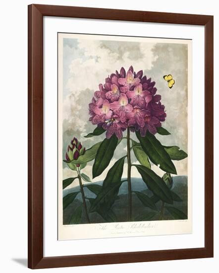 The Pontic Rhododendron-null-Framed Giclee Print
