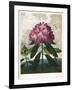 The Pontic Rhododendron-null-Framed Giclee Print