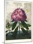 The Pontic Rhododendron-null-Mounted Giclee Print