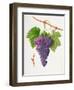 The Poonah Grape, 1820-William Hooker-Framed Giclee Print