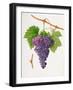 The Poonah Grape, 1820-William Hooker-Framed Giclee Print