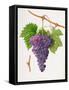 The Poonah Grape, 1820-William Hooker-Framed Stretched Canvas