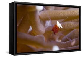 The Popcorn Shrimp-Louise Murray-Framed Stretched Canvas