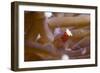 The Popcorn Shrimp-Louise Murray-Framed Photographic Print