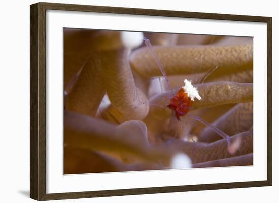 The Popcorn Shrimp-Louise Murray-Framed Photographic Print